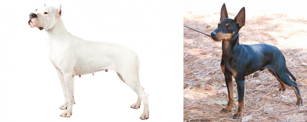 English Toy Terrier (Black & Tan) vs Argentine Dogo - Breed Comparison