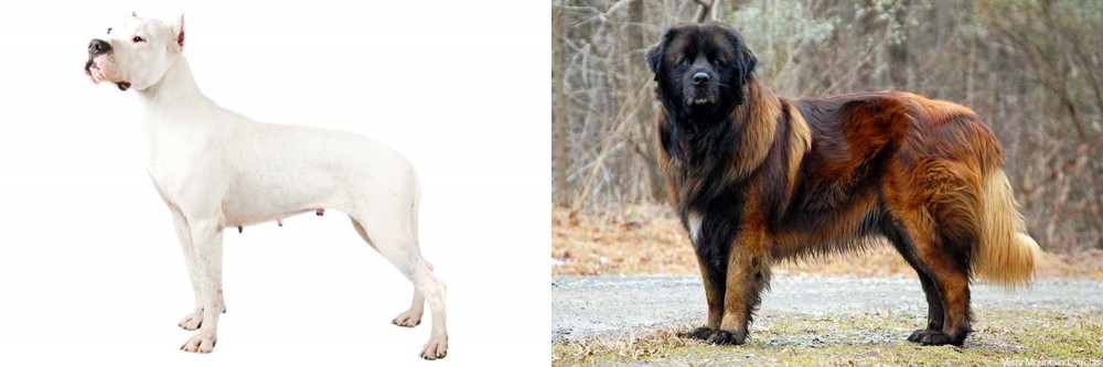 Estrela Mountain Dog vs Argentine Dogo - Breed Comparison