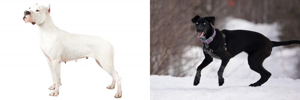 Eurohound vs Argentine Dogo - Breed Comparison