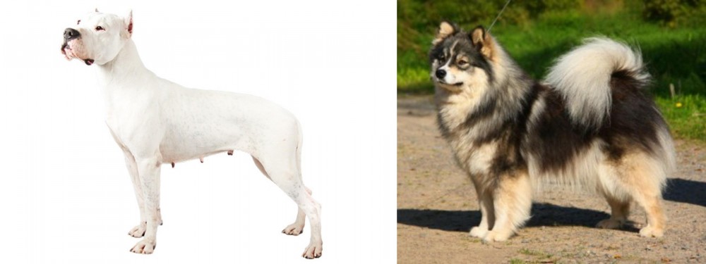 Finnish Lapphund vs Argentine Dogo - Breed Comparison