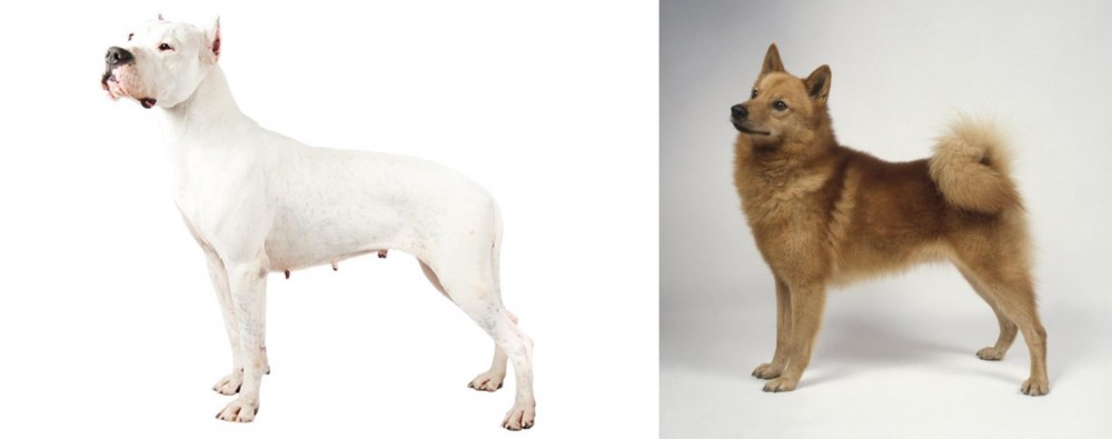 Finnish Spitz vs Argentine Dogo - Breed Comparison