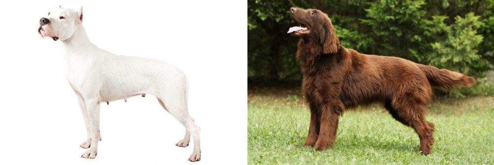 Flat-Coated Retriever vs Argentine Dogo - Breed Comparison