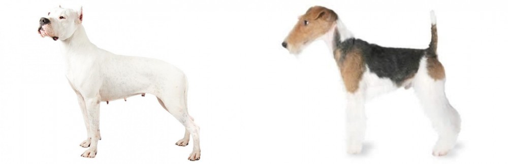 Fox Terrier vs Argentine Dogo - Breed Comparison