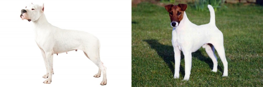 Fox Terrier (Smooth) vs Argentine Dogo - Breed Comparison