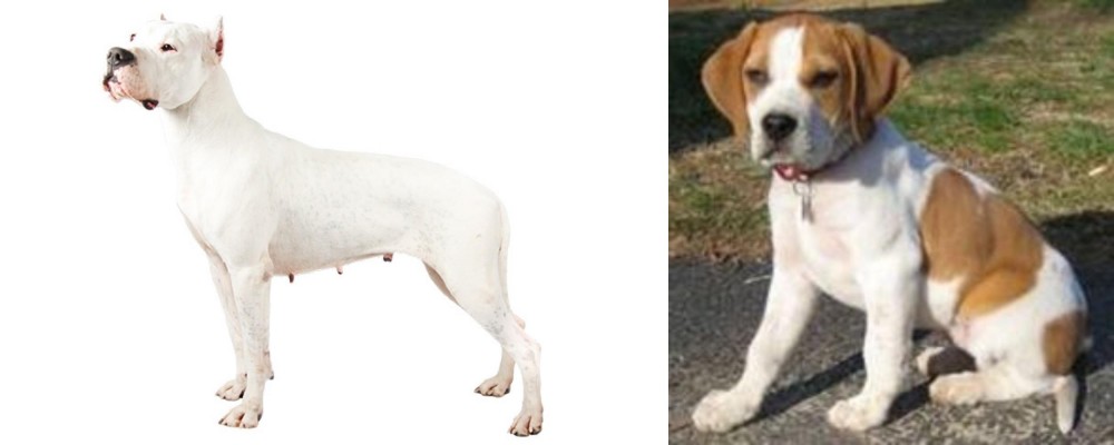Francais Blanc et Orange vs Argentine Dogo - Breed Comparison