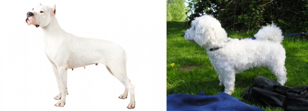 Franzuskaya Bolonka vs Argentine Dogo - Breed Comparison