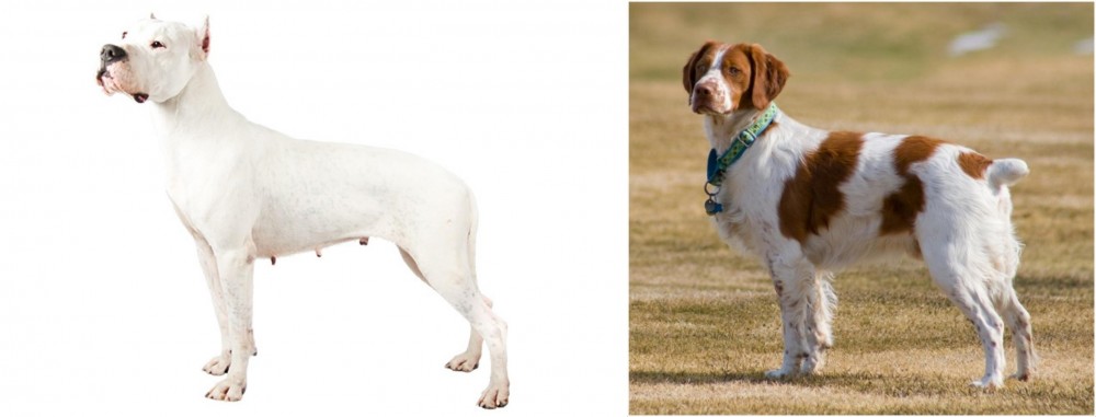 French Brittany vs Argentine Dogo - Breed Comparison