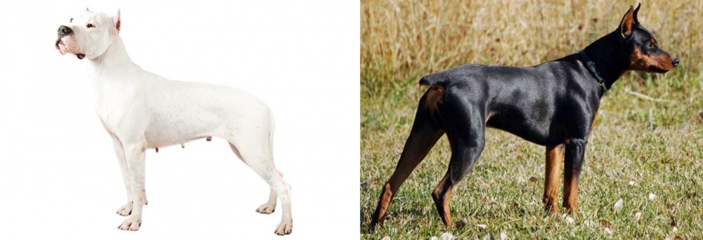 German Pinscher vs Argentine Dogo - Breed Comparison