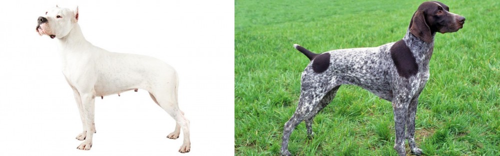 German Shorthaired Pointer vs Argentine Dogo - Breed Comparison