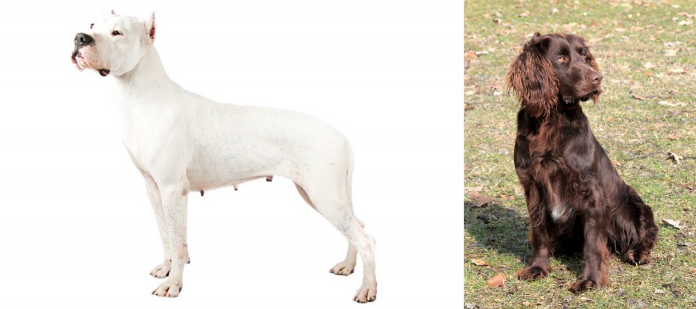 German Spaniel vs Argentine Dogo - Breed Comparison