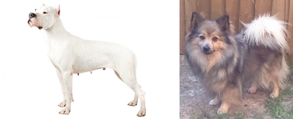 German Spitz (Mittel) vs Argentine Dogo - Breed Comparison