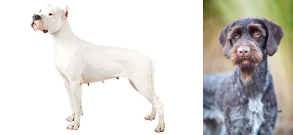 German Wirehaired Pointer vs Argentine Dogo - Breed Comparison