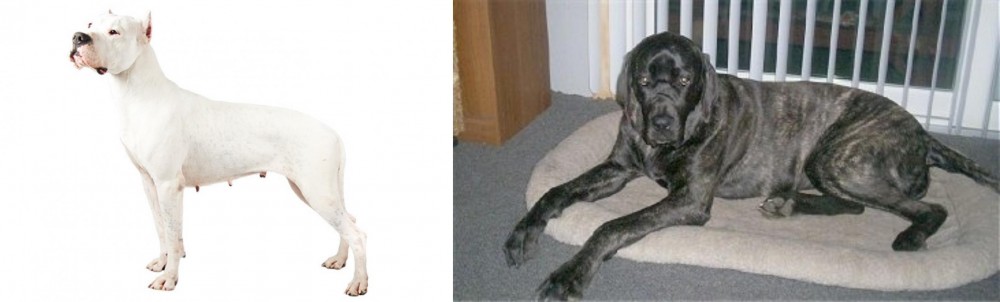Giant Maso Mastiff vs Argentine Dogo - Breed Comparison