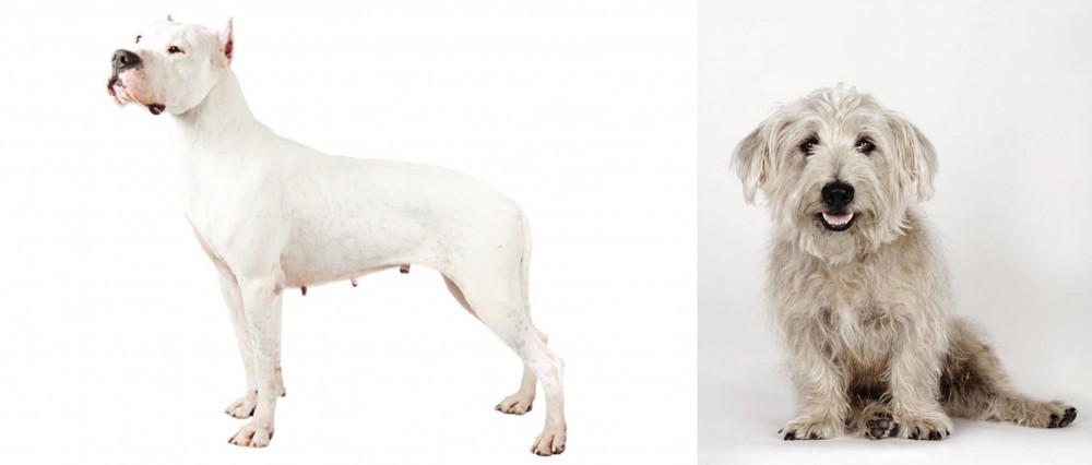 Glen of Imaal Terrier vs Argentine Dogo - Breed Comparison