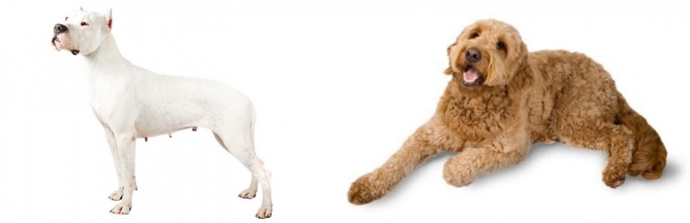 Golden Doodle vs Argentine Dogo - Breed Comparison