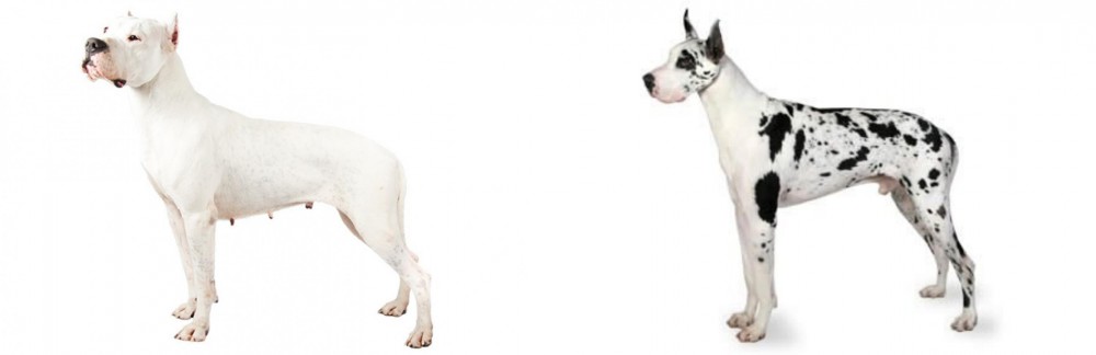 Great Dane vs Argentine Dogo - Breed Comparison