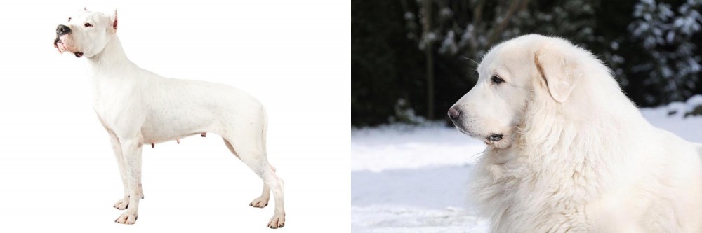 Great Pyrenees vs Argentine Dogo - Breed Comparison
