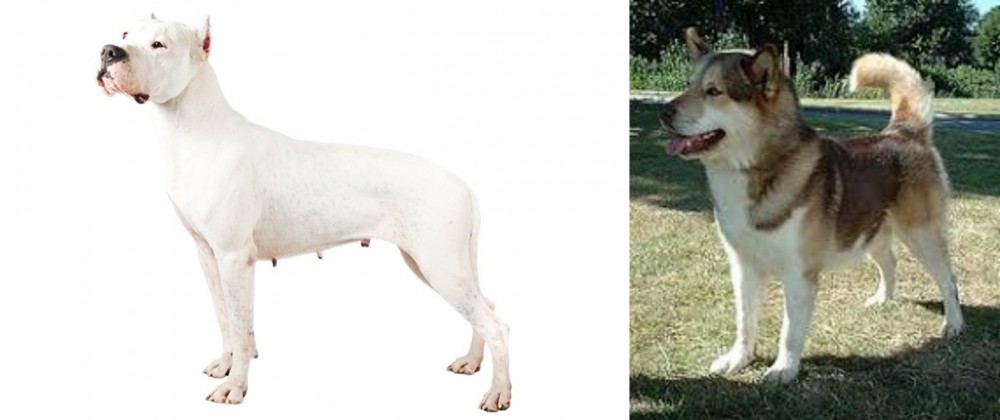 Greenland Dog vs Argentine Dogo - Breed Comparison