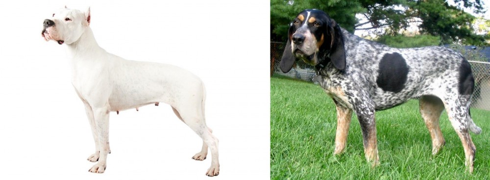 Griffon Bleu de Gascogne vs Argentine Dogo - Breed Comparison