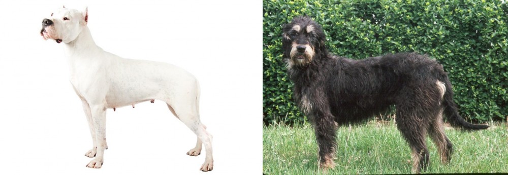Griffon Nivernais vs Argentine Dogo - Breed Comparison