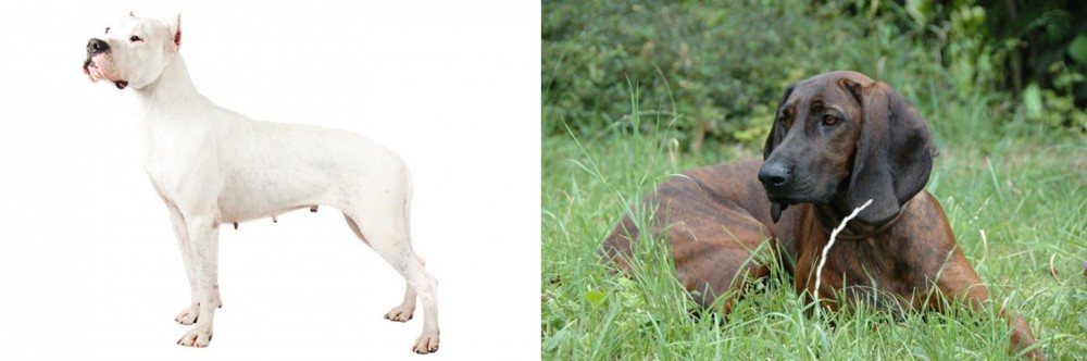 Hanover Hound vs Argentine Dogo - Breed Comparison