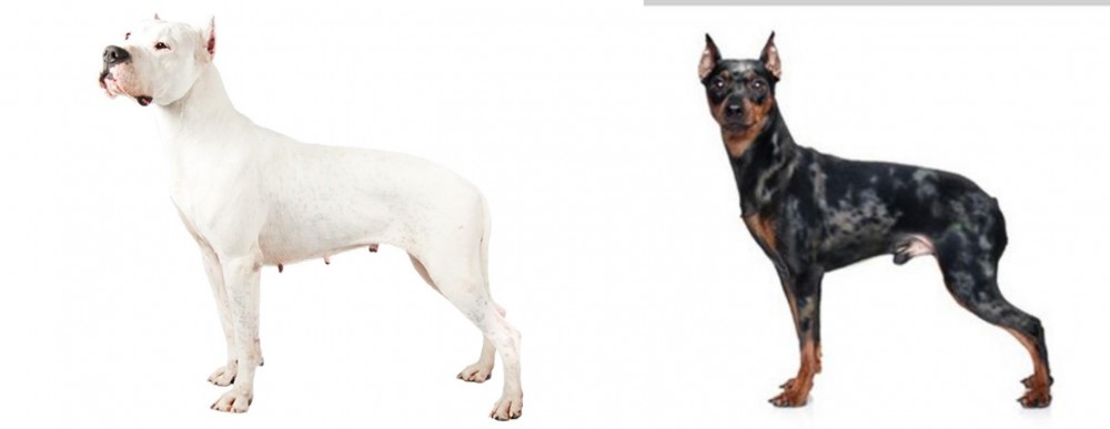 Harlequin Pinscher vs Argentine Dogo - Breed Comparison