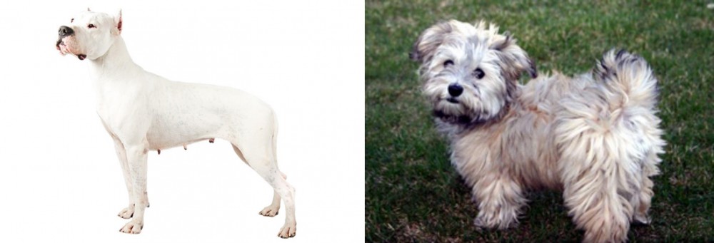Havapoo vs Argentine Dogo - Breed Comparison