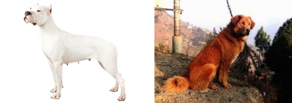 Himalayan Sheepdog vs Argentine Dogo - Breed Comparison