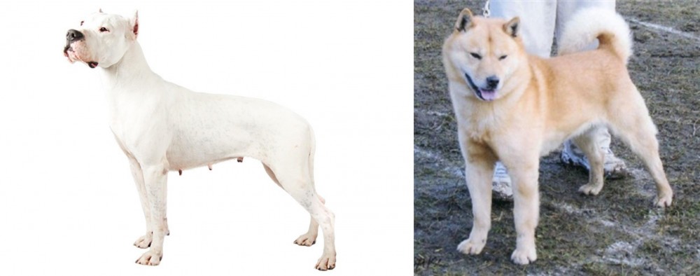 Hokkaido vs Argentine Dogo - Breed Comparison