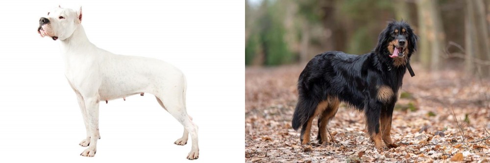 Hovawart vs Argentine Dogo - Breed Comparison