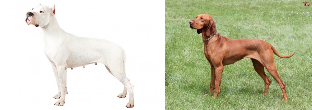 Hungarian Vizsla vs Argentine Dogo - Breed Comparison