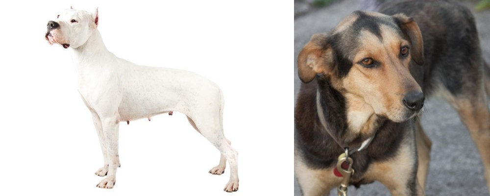 Huntaway vs Argentine Dogo - Breed Comparison