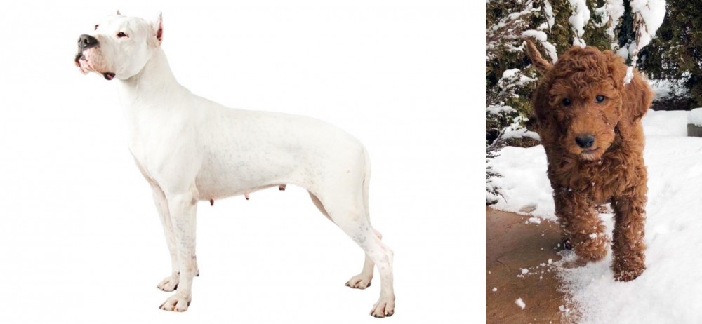 Irish Doodles vs Argentine Dogo - Breed Comparison