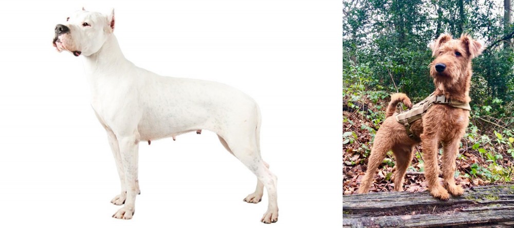 Irish Terrier vs Argentine Dogo - Breed Comparison