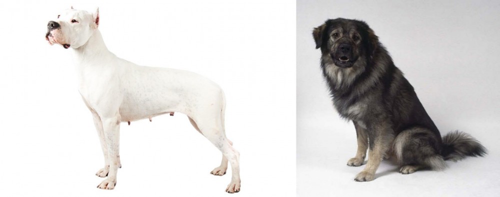 Istrian Sheepdog vs Argentine Dogo - Breed Comparison