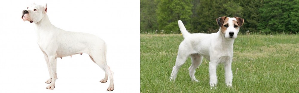 Jack Russell Terrier vs Argentine Dogo - Breed Comparison