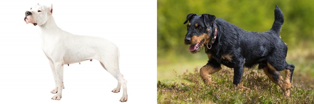 Jagdterrier vs Argentine Dogo - Breed Comparison