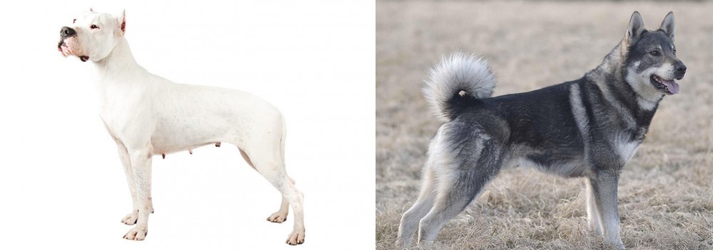 Jamthund vs Argentine Dogo - Breed Comparison