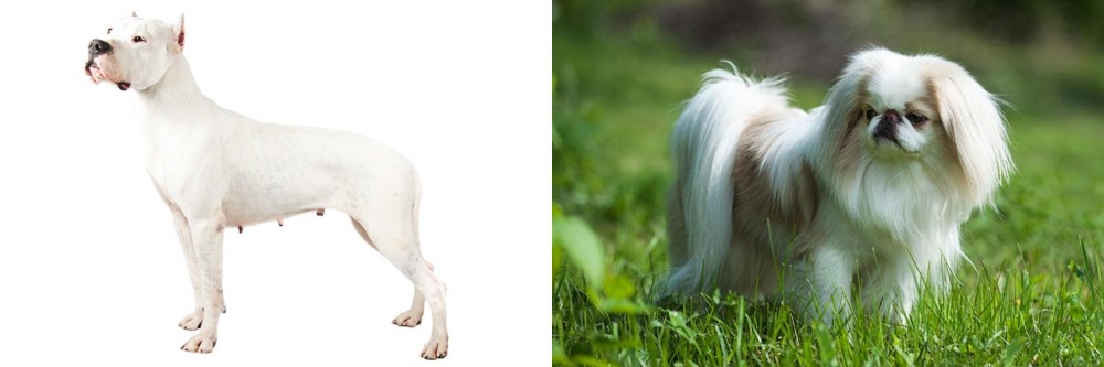 Japanese Chin vs Argentine Dogo - Breed Comparison