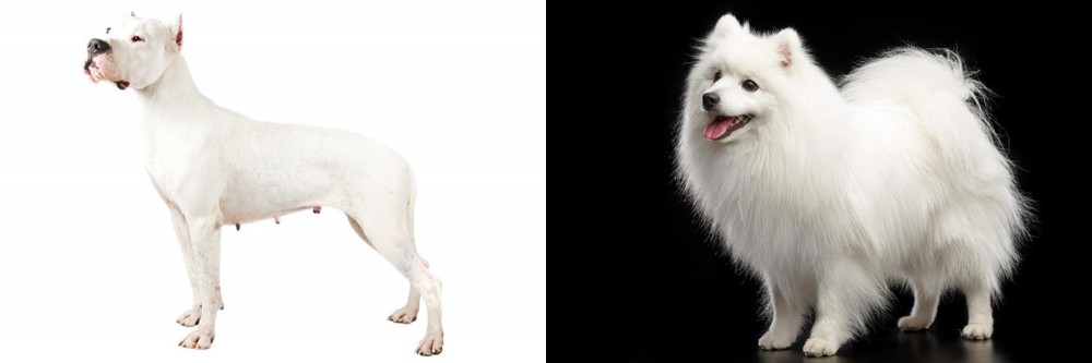 Japanese Spitz vs Argentine Dogo - Breed Comparison