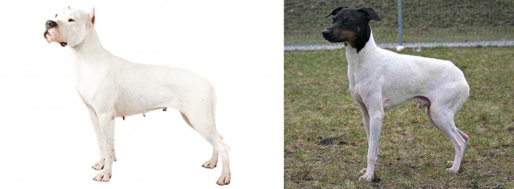 Japanese Terrier vs Argentine Dogo - Breed Comparison