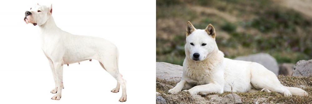Jindo vs Argentine Dogo - Breed Comparison