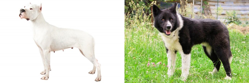 Karelian Bear Dog vs Argentine Dogo - Breed Comparison