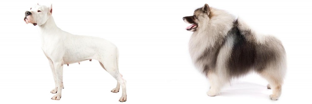 Keeshond vs Argentine Dogo - Breed Comparison