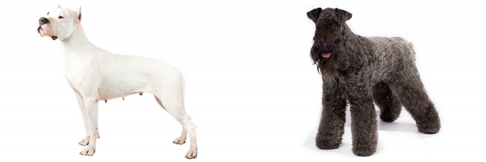 Kerry Blue Terrier vs Argentine Dogo - Breed Comparison
