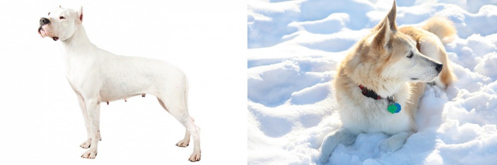 Labrador Husky vs Argentine Dogo - Breed Comparison
