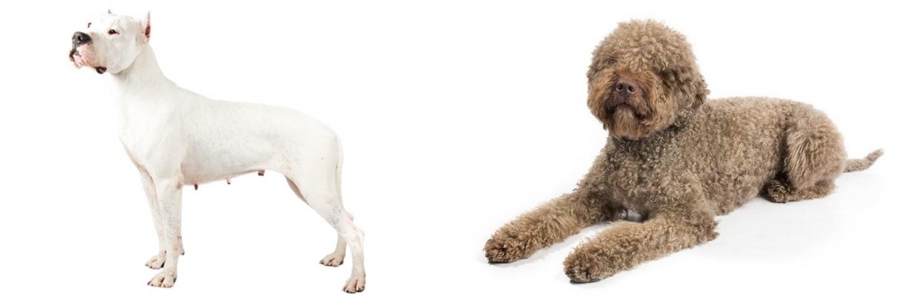 Lagotto Romagnolo vs Argentine Dogo - Breed Comparison