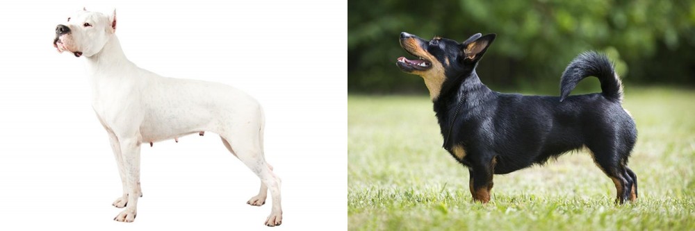 Lancashire Heeler vs Argentine Dogo - Breed Comparison