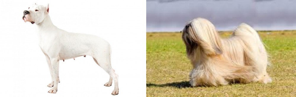 Lhasa Apso vs Argentine Dogo - Breed Comparison