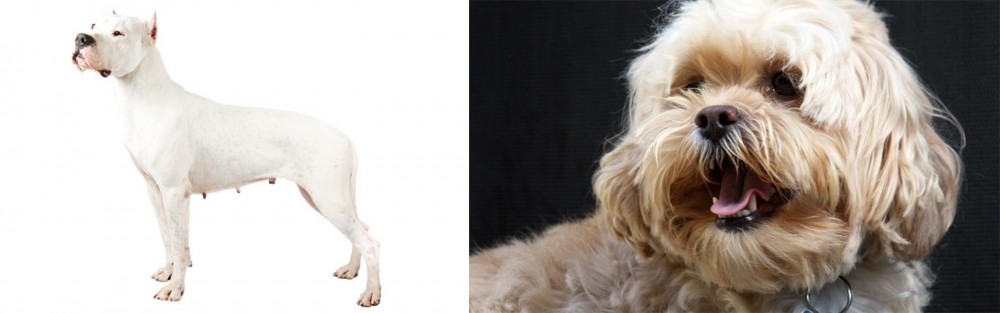 Lhasapoo vs Argentine Dogo - Breed Comparison